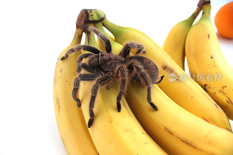 热带狼蛛在香蕉/水果上爬行的图像